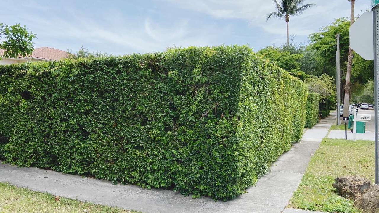 Photo of Outdoor in Coral Gables