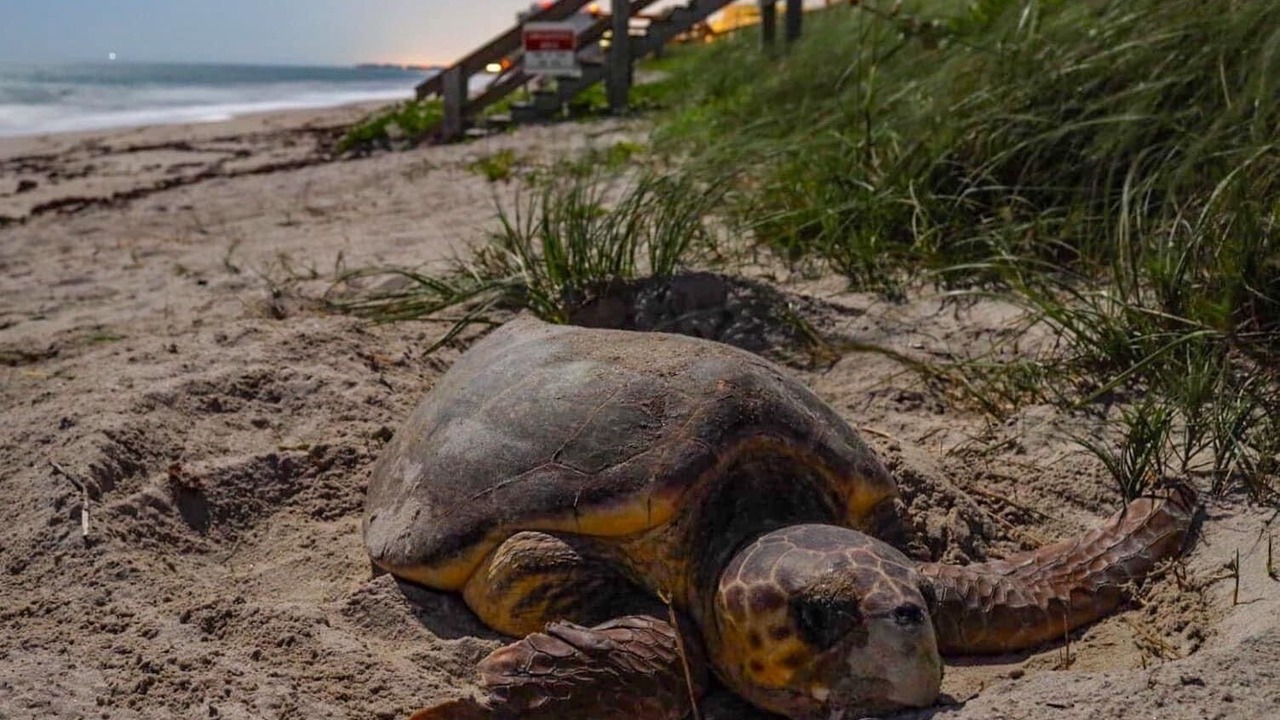 Photo of Others in Vero Beach South