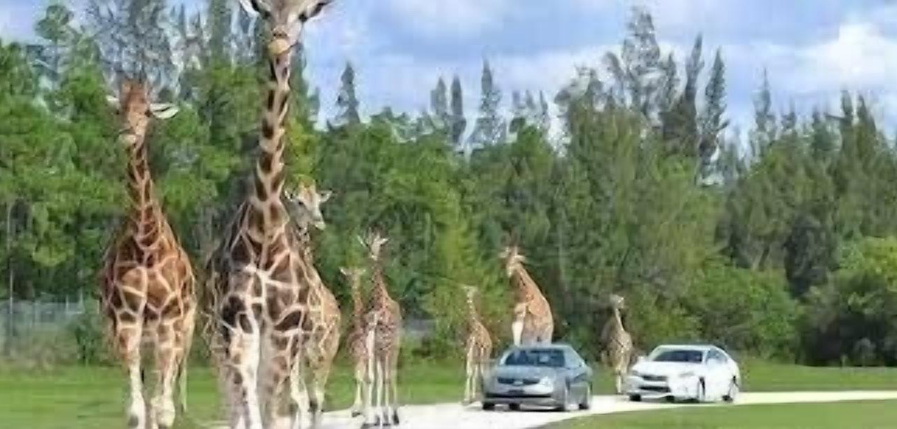 Photo of Others in Flamingo Parks