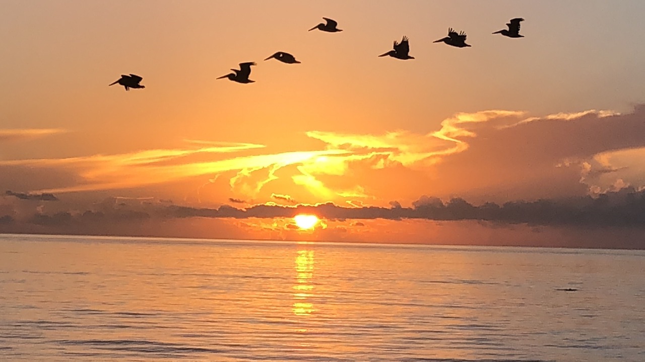 Photo of Others in Nettles Island