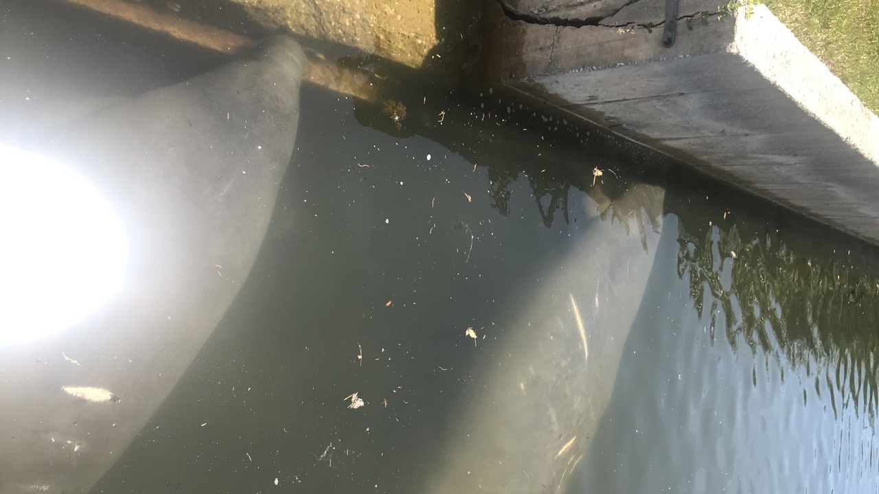 Photo of Others in Weeki Wachee Gardens
