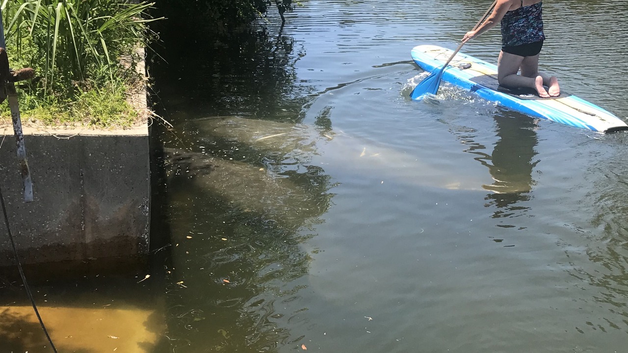 Photo of Others in Weeki Wachee Gardens