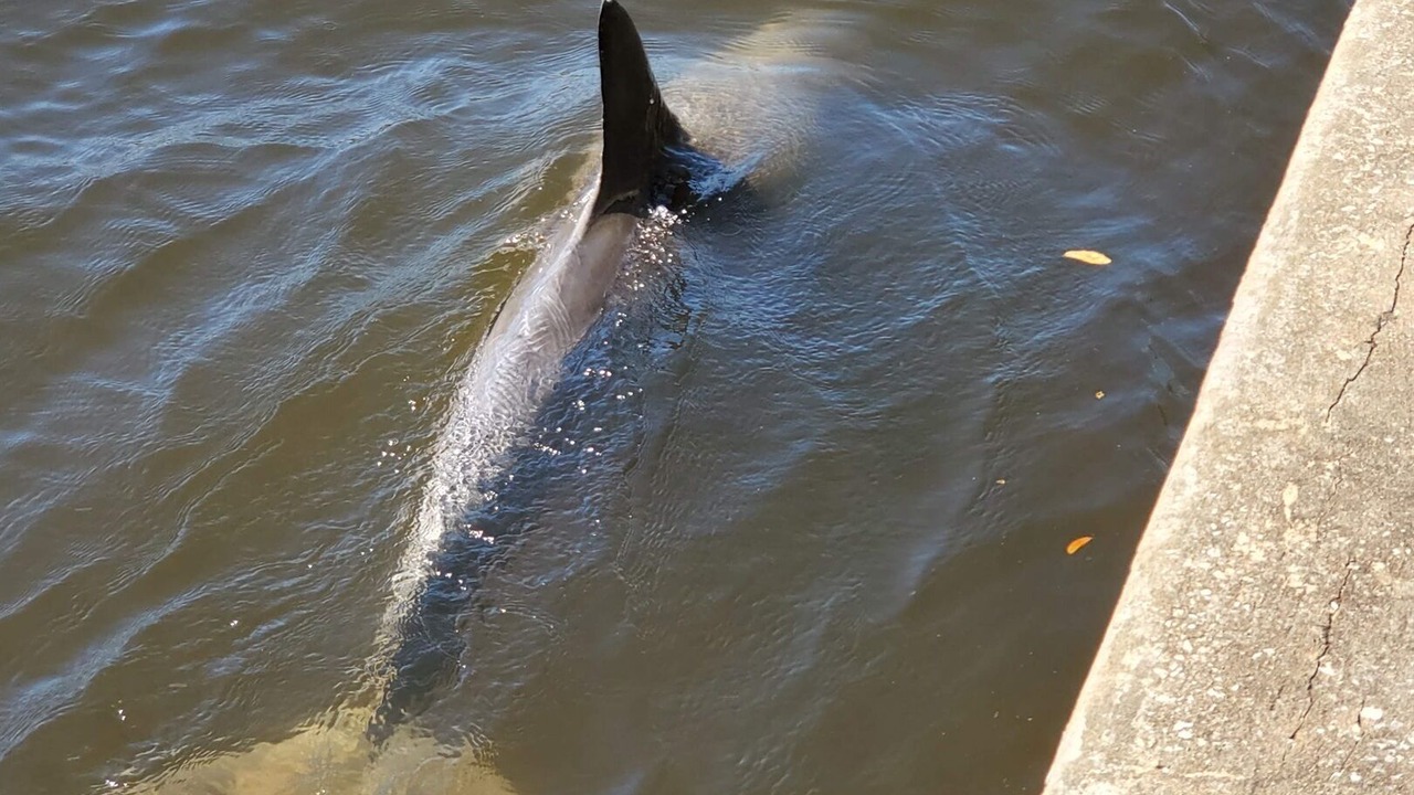 Photo of Others in Tarpon Springs