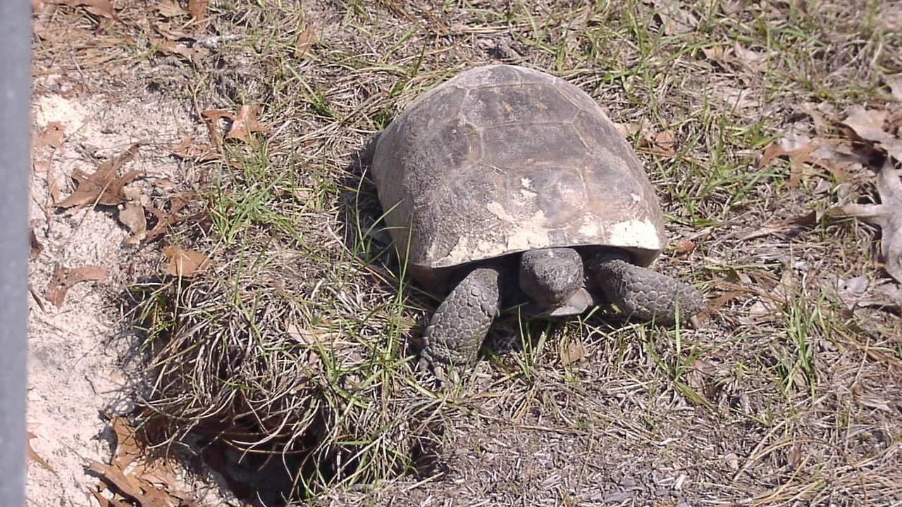 Photo of Others in Spring Hill