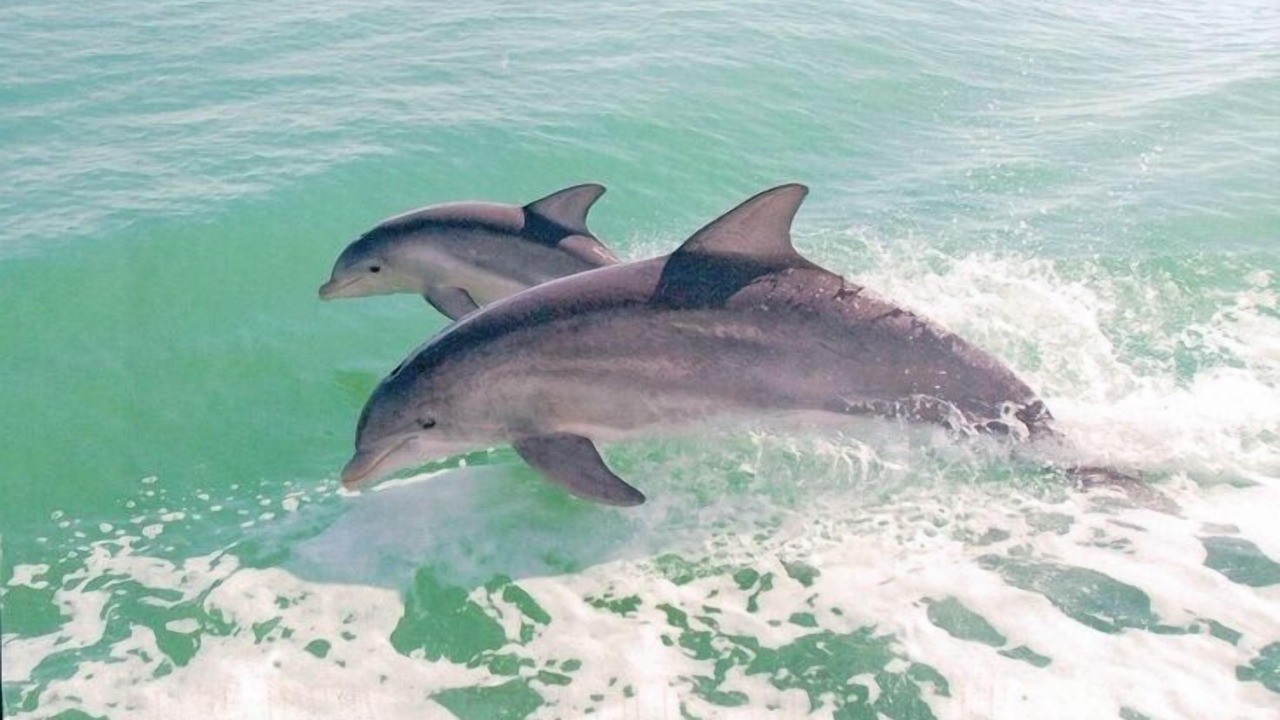 Photo of Others in Sanibel