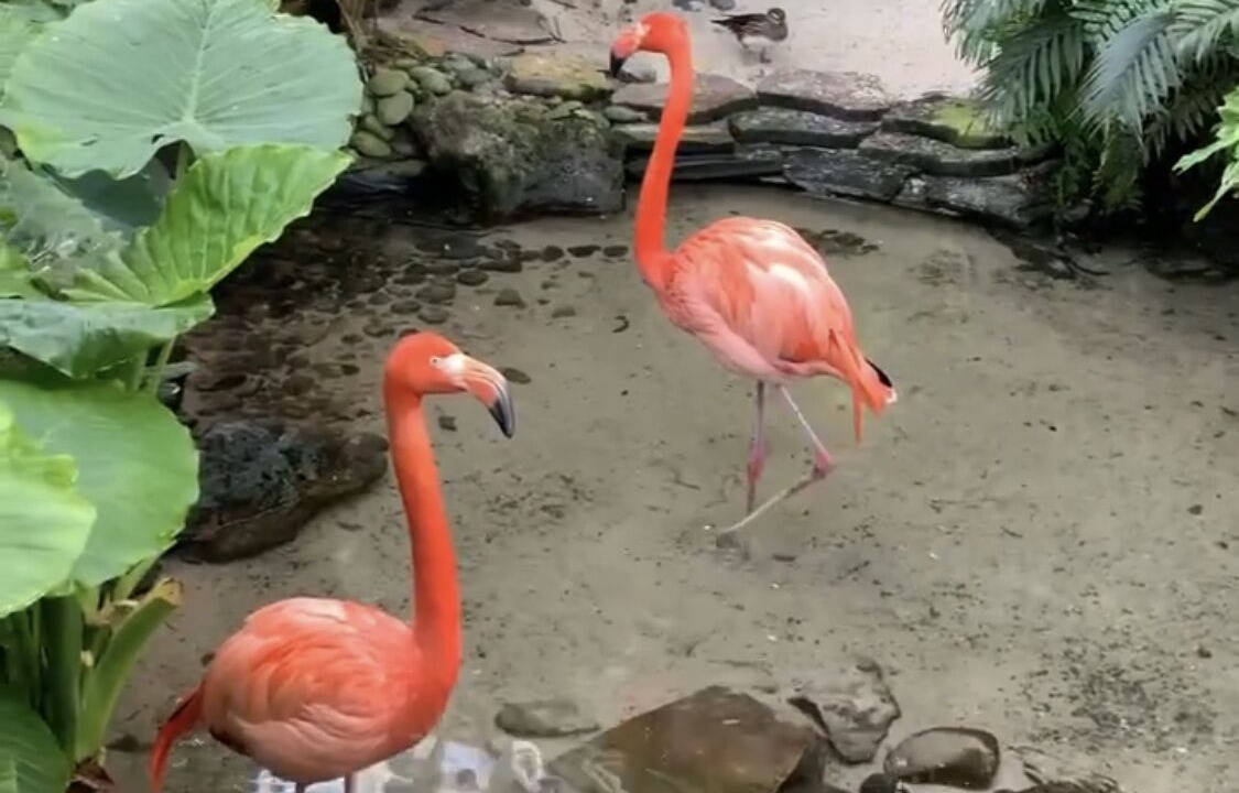 Photo of Others in Bahama Village