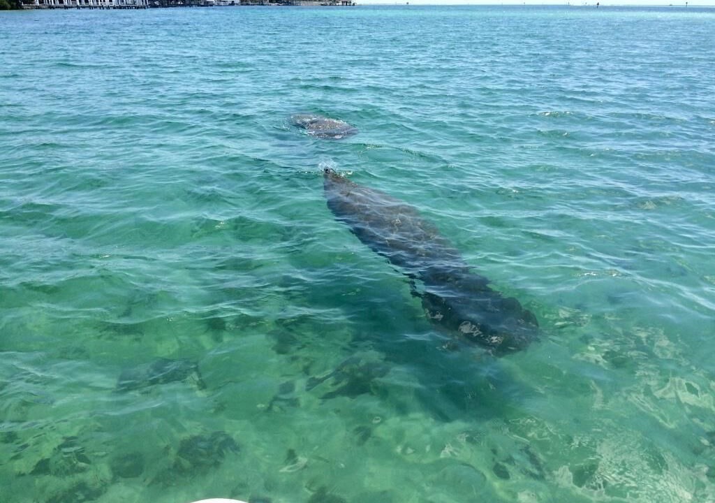 Photo of Others in Isles of Capri