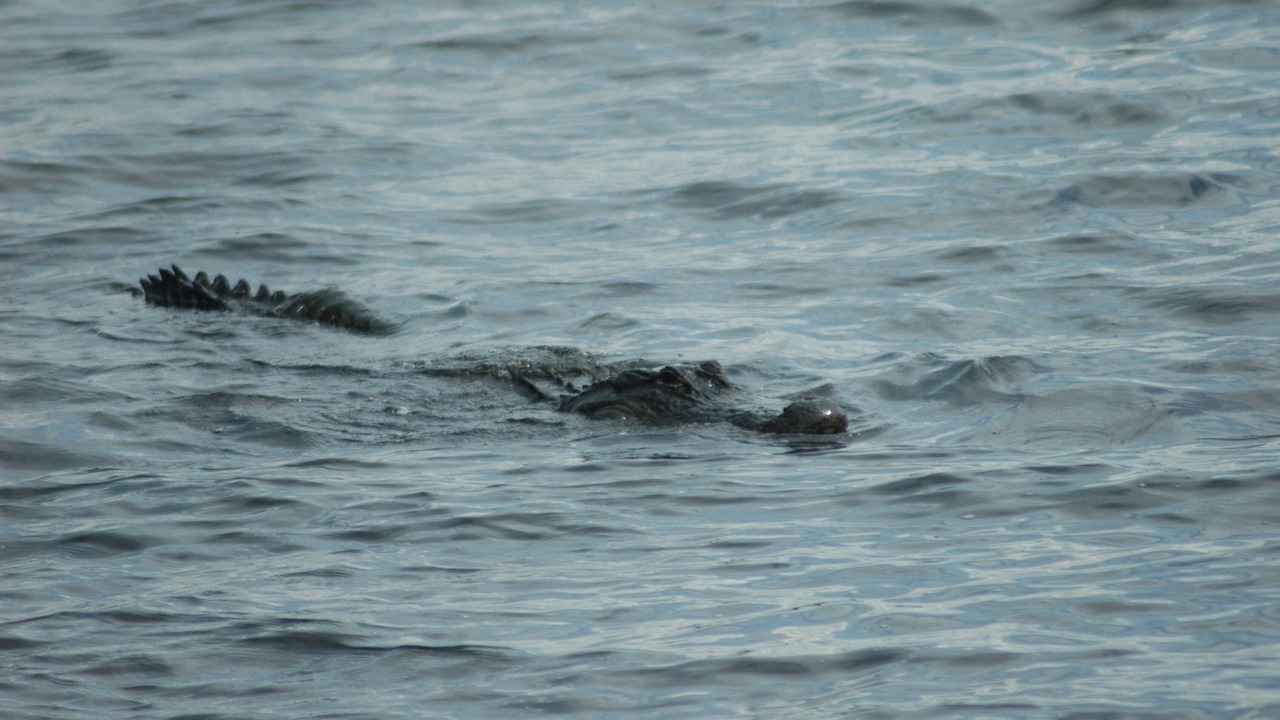 Photo of Others in Naples