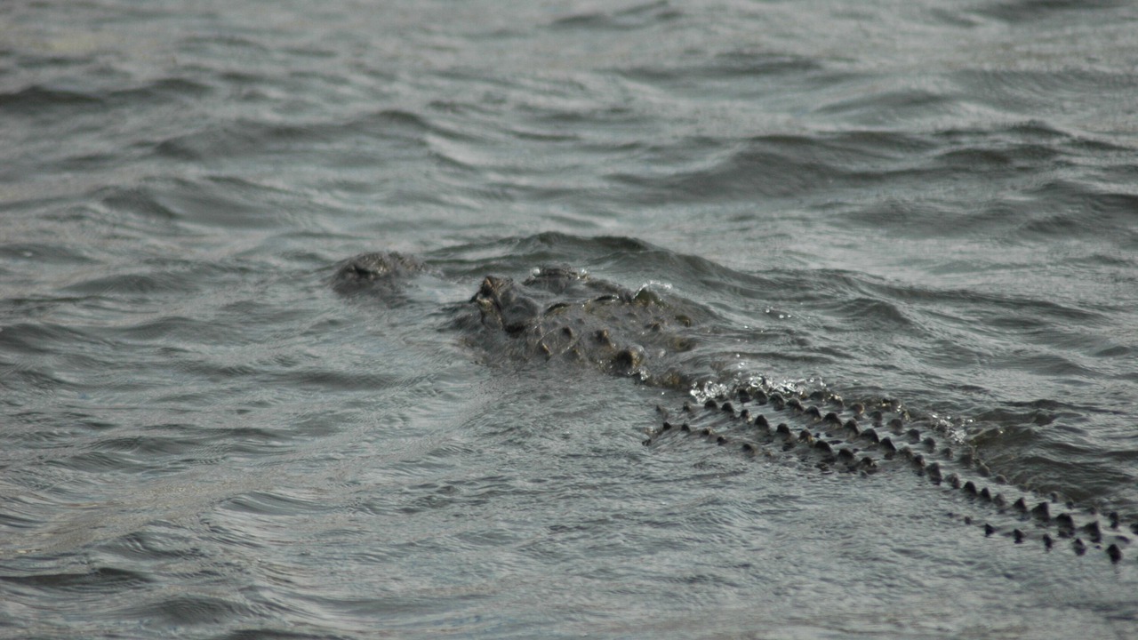 Photo of Others in Naples