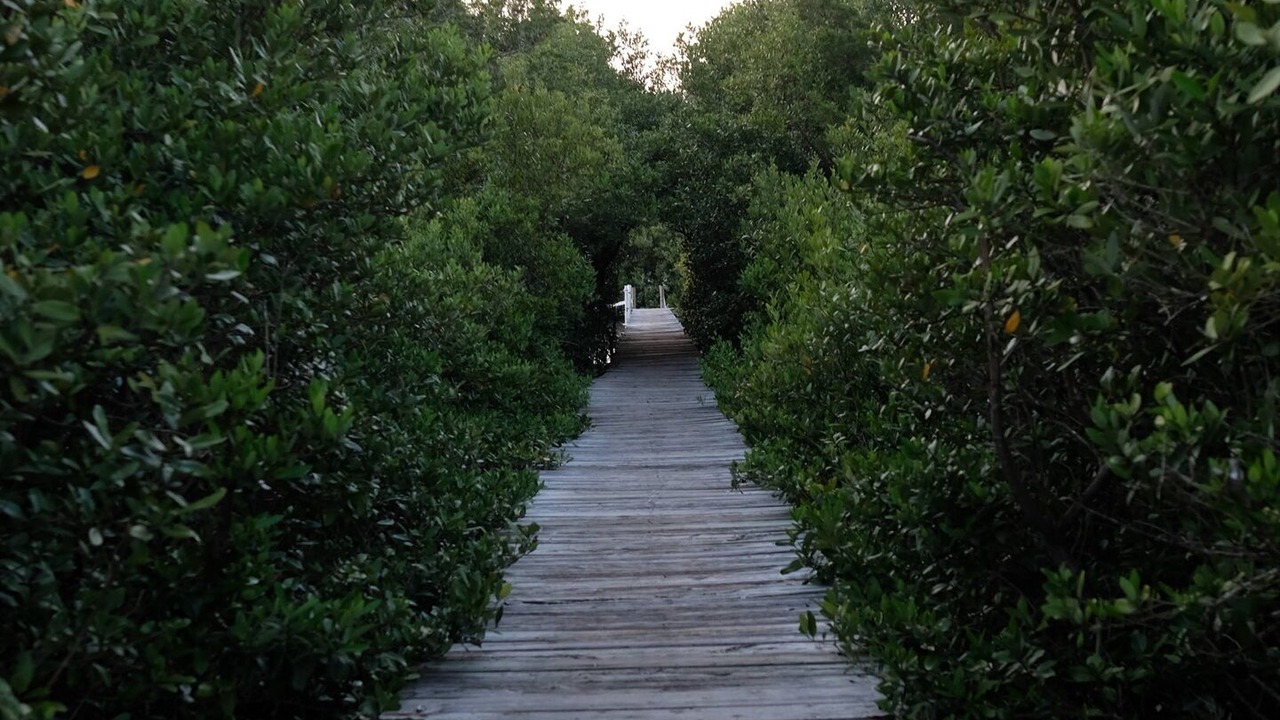 Photo of Others in Cedar Key