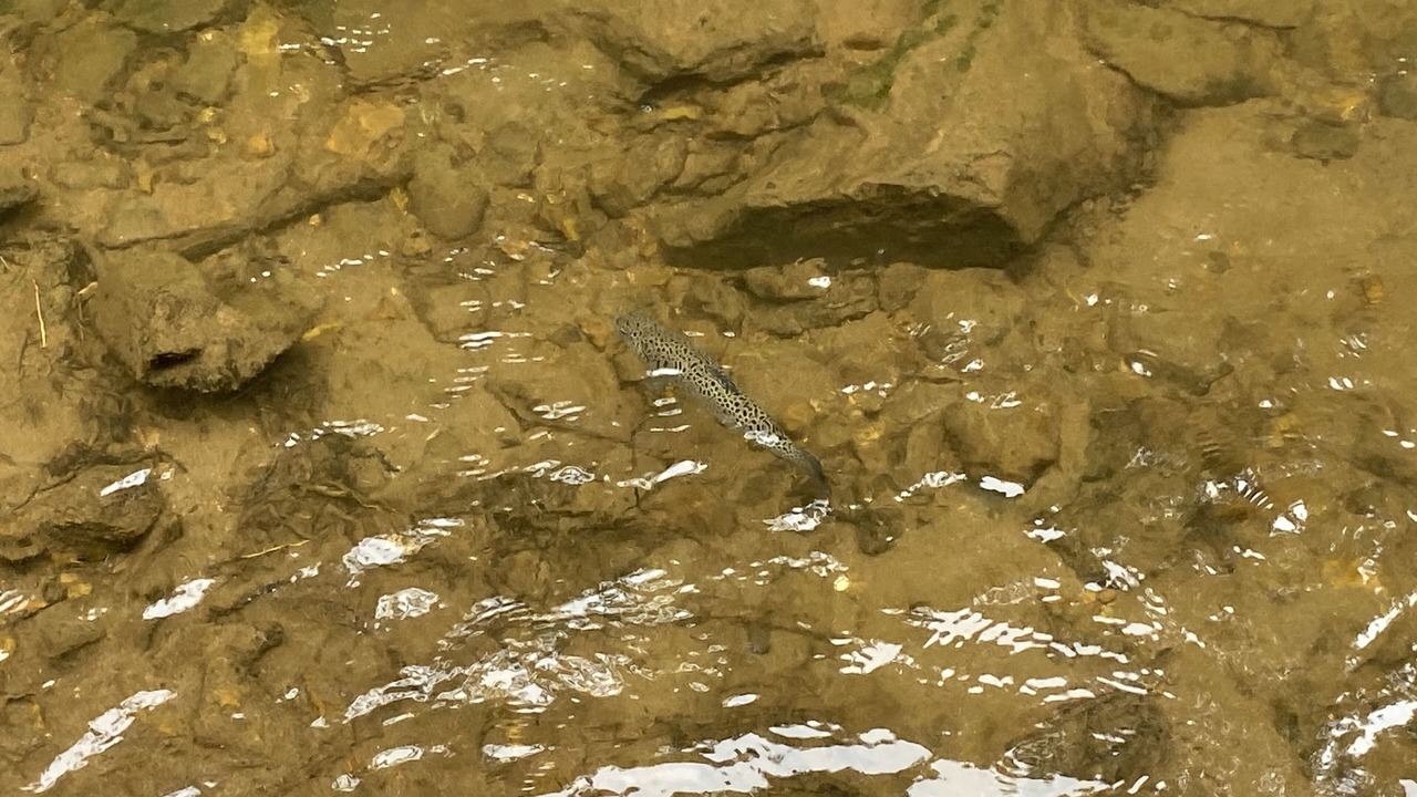 Photo of Others in Blairsville
