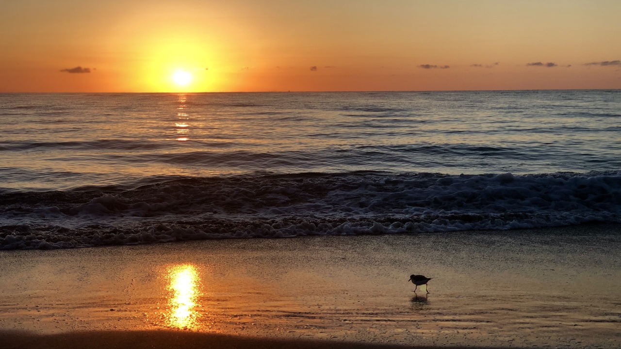 Photo of Others in Juno Beach