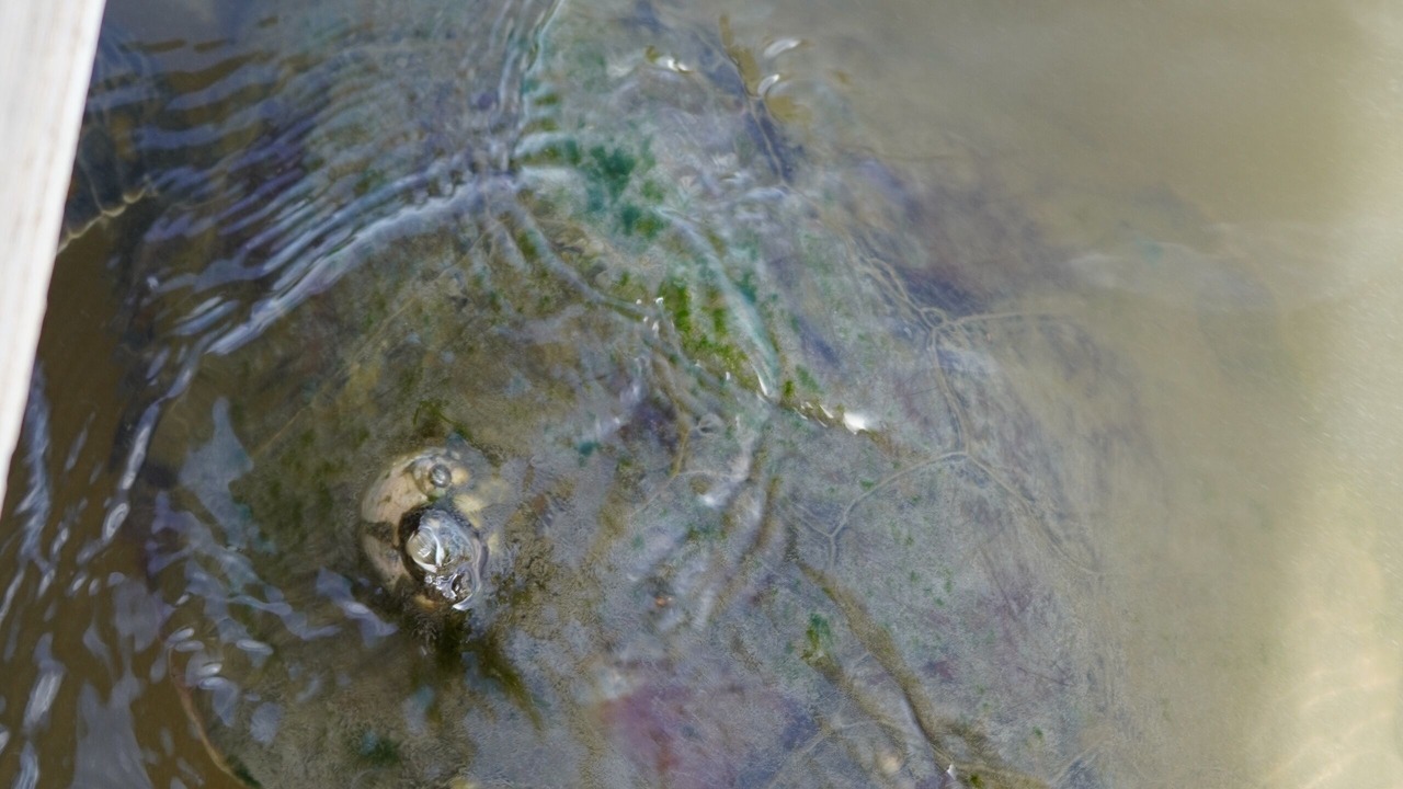 Photo of Outdoor in Yulee