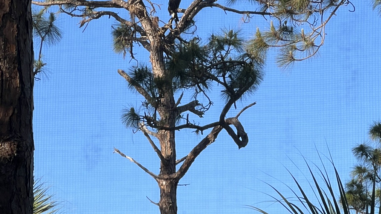 Photo of Others in Bonita Bay