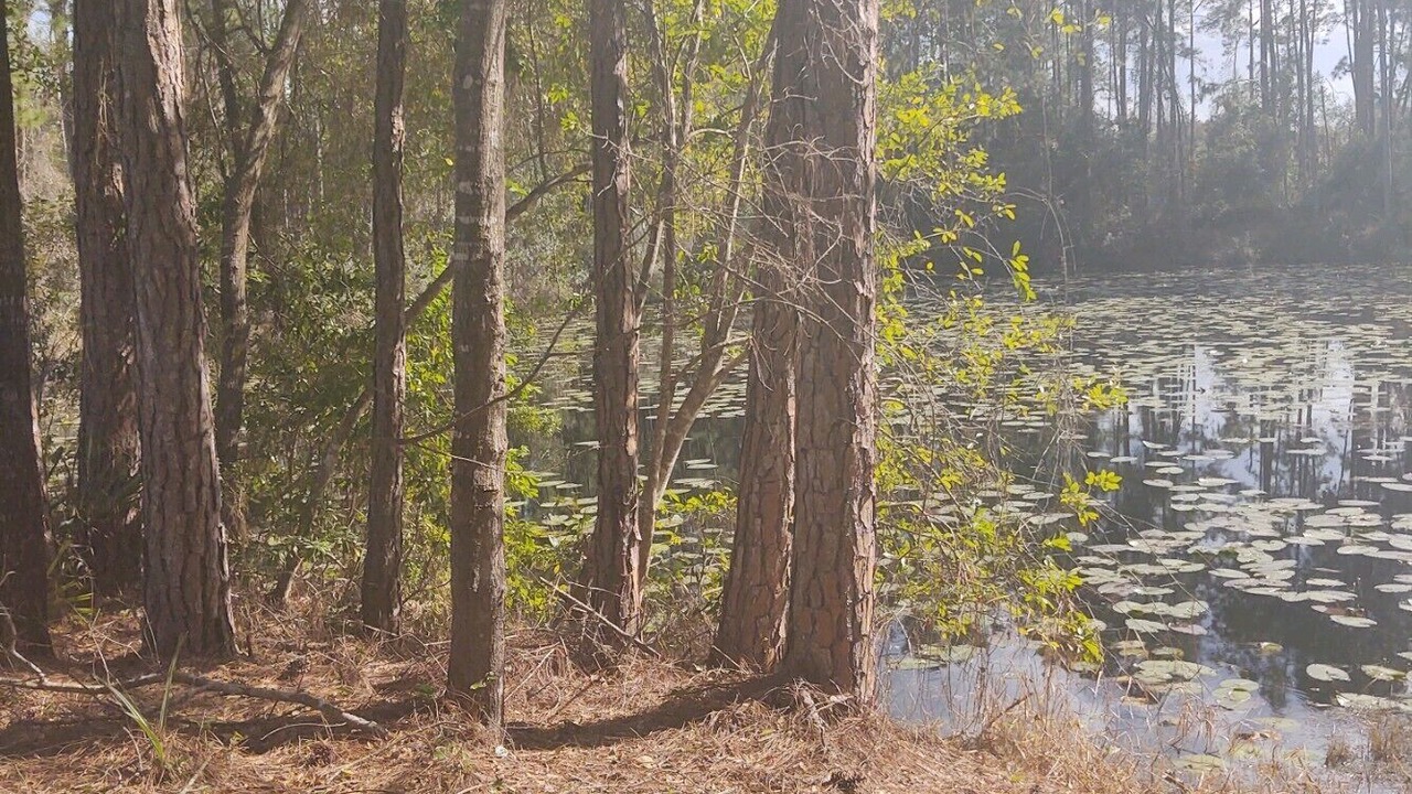 Photo of Others in Ocklawaha