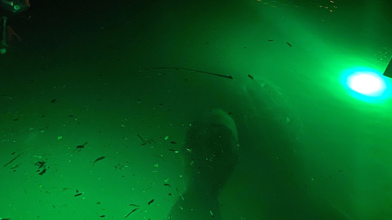 Photo of Others in Weeki Wachee Gardens