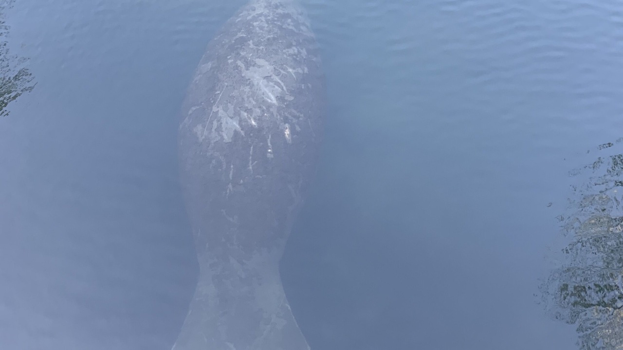 Photo of Others in Crystal River