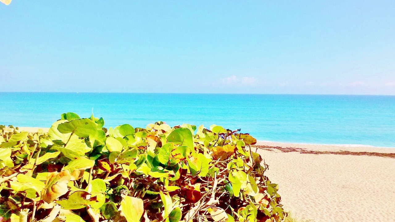 Photo of Others in Jupiter Bay