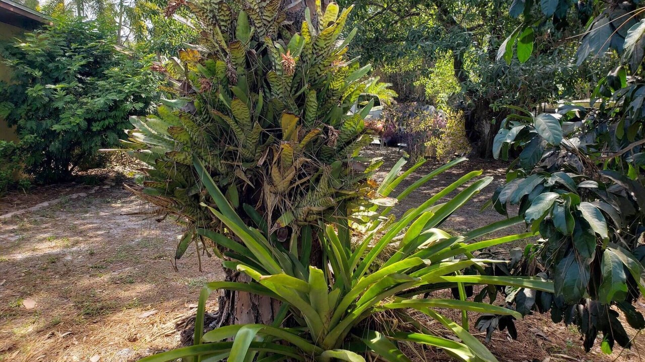 Photo of Outdoor in Saint James City