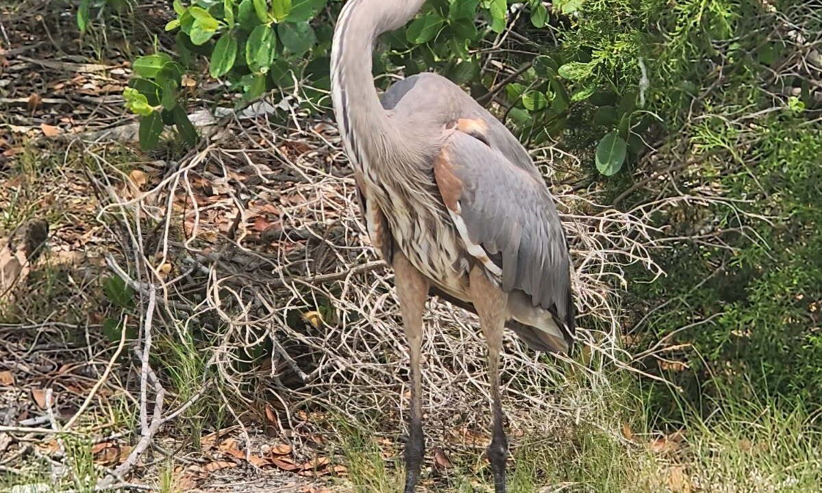 Photo of Others in Crystal River