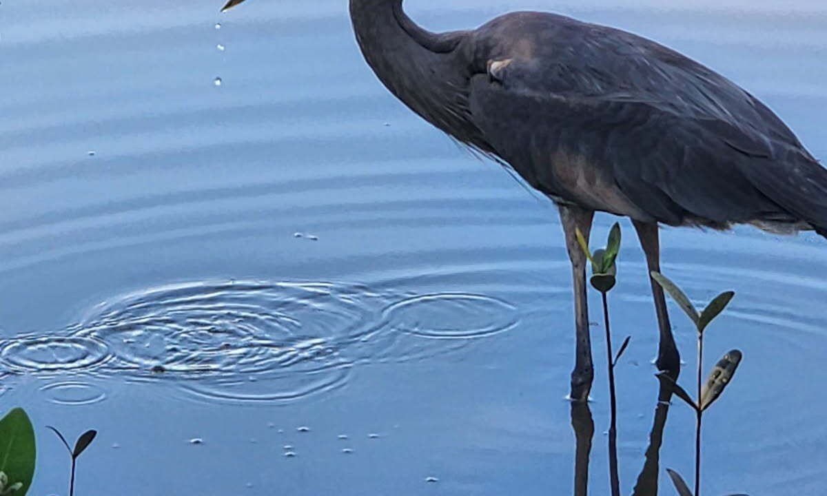 Photo of Others in Crystal River