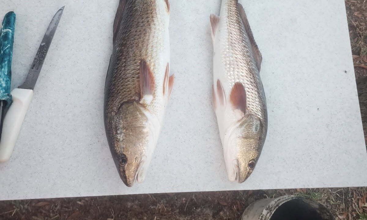 Photo of Others in Crystal River