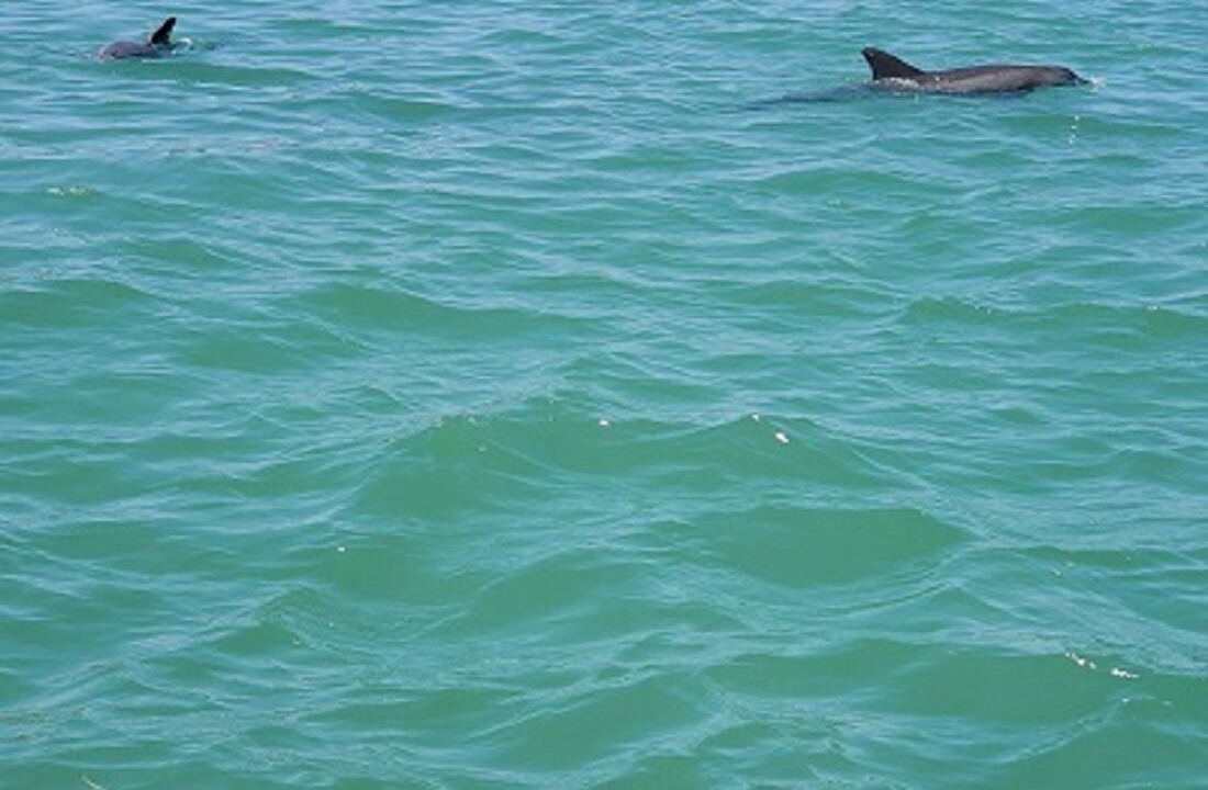 Photo of Others in Harbor Bluffs