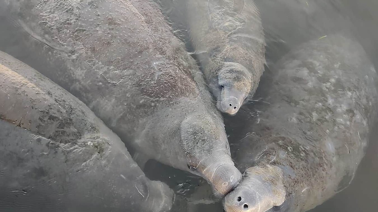 Photo of Others in Crystal River