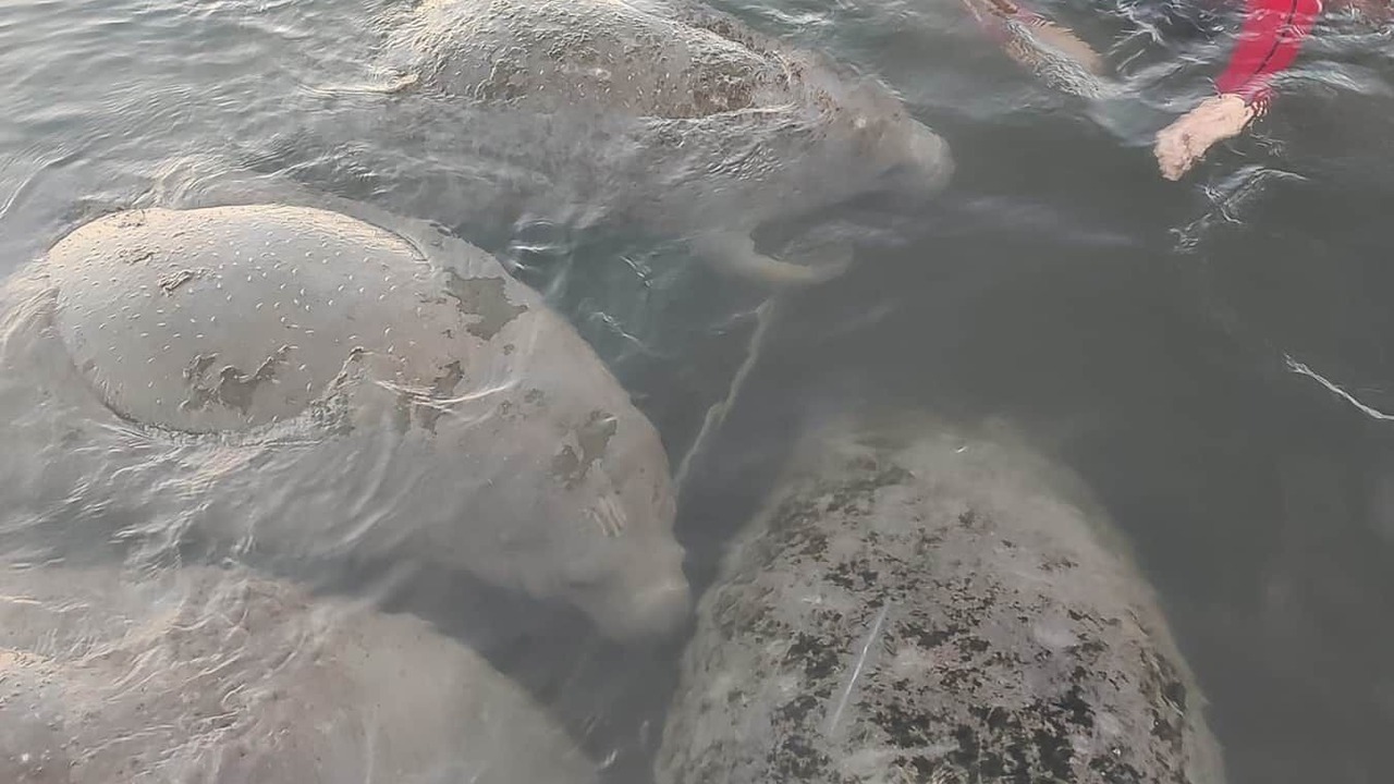 Photo of Others in Crystal River