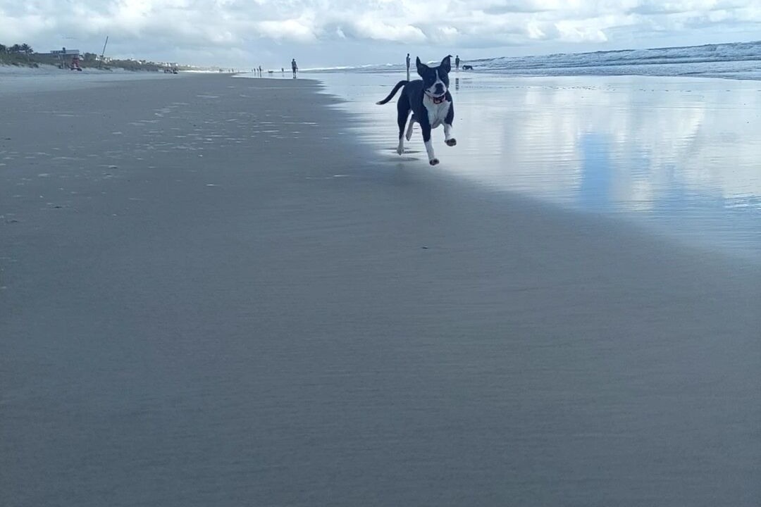 Photo of Others in Jacksonville Beach