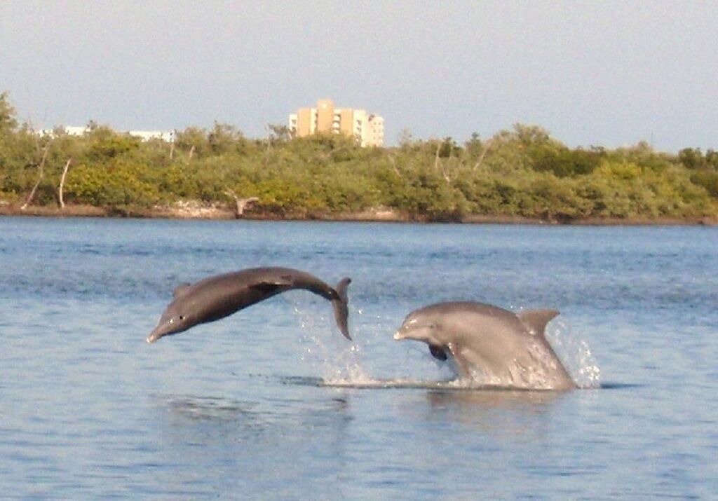 Photo of Others in Bouchelles Island