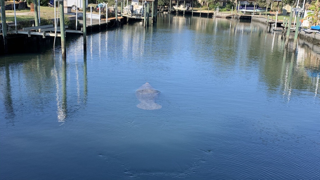 Photo of Outdoor in Crystal River