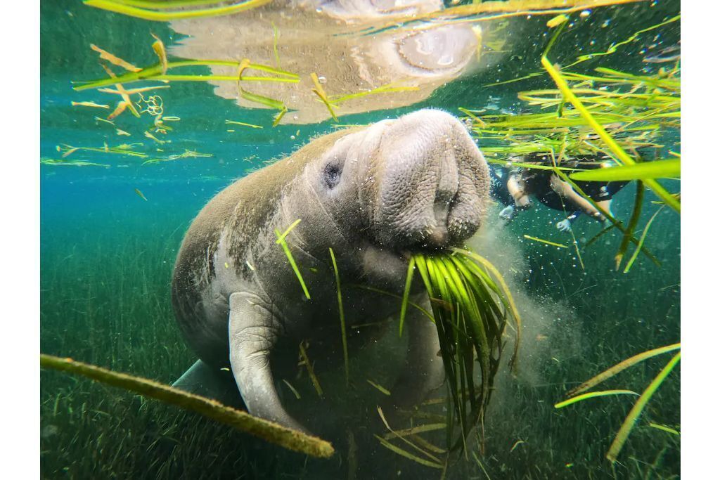 Photo of Others in Crystal River