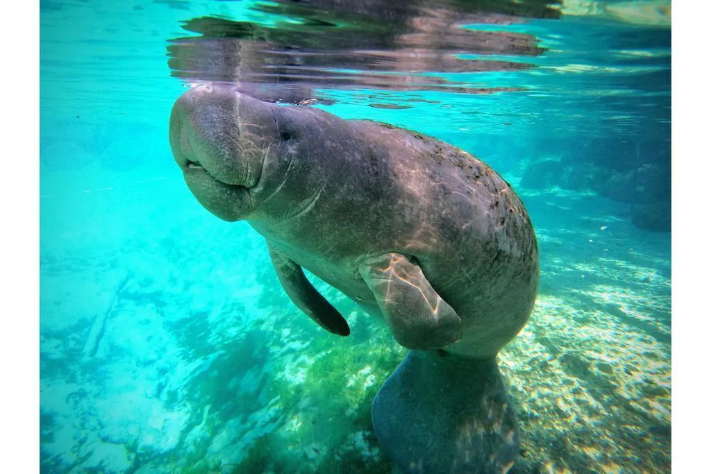 Photo of Outdoor in Crystal River