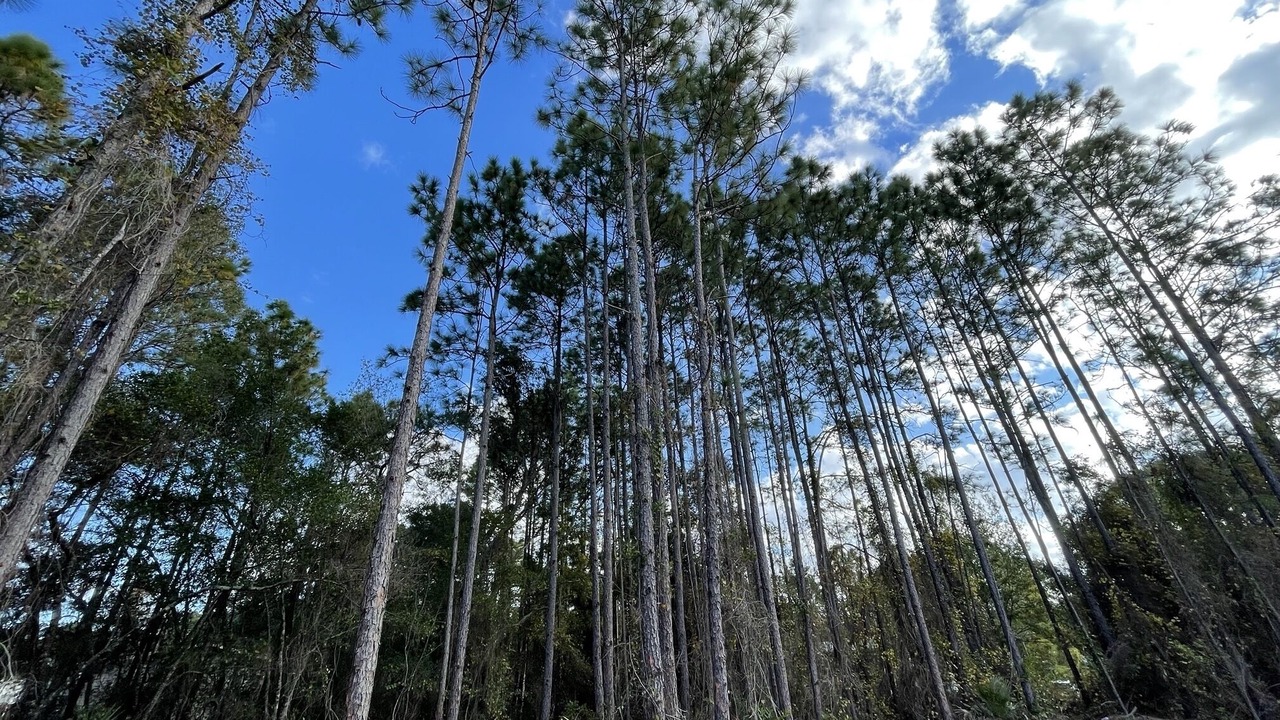 Photo of Others in Homosassa