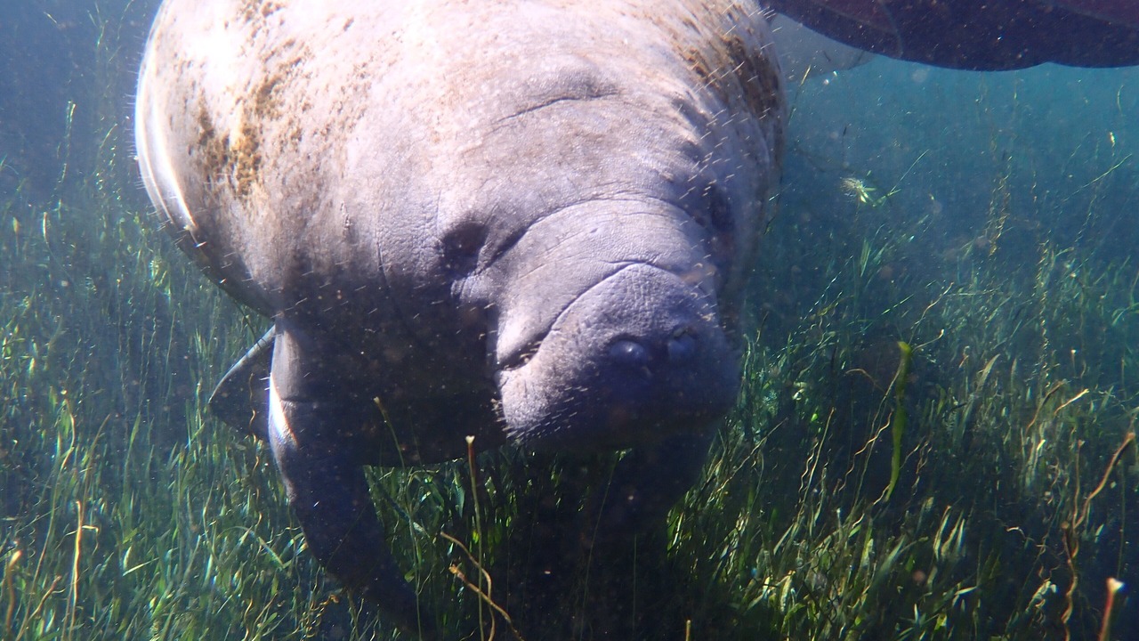 Photo of Others in Homosassa