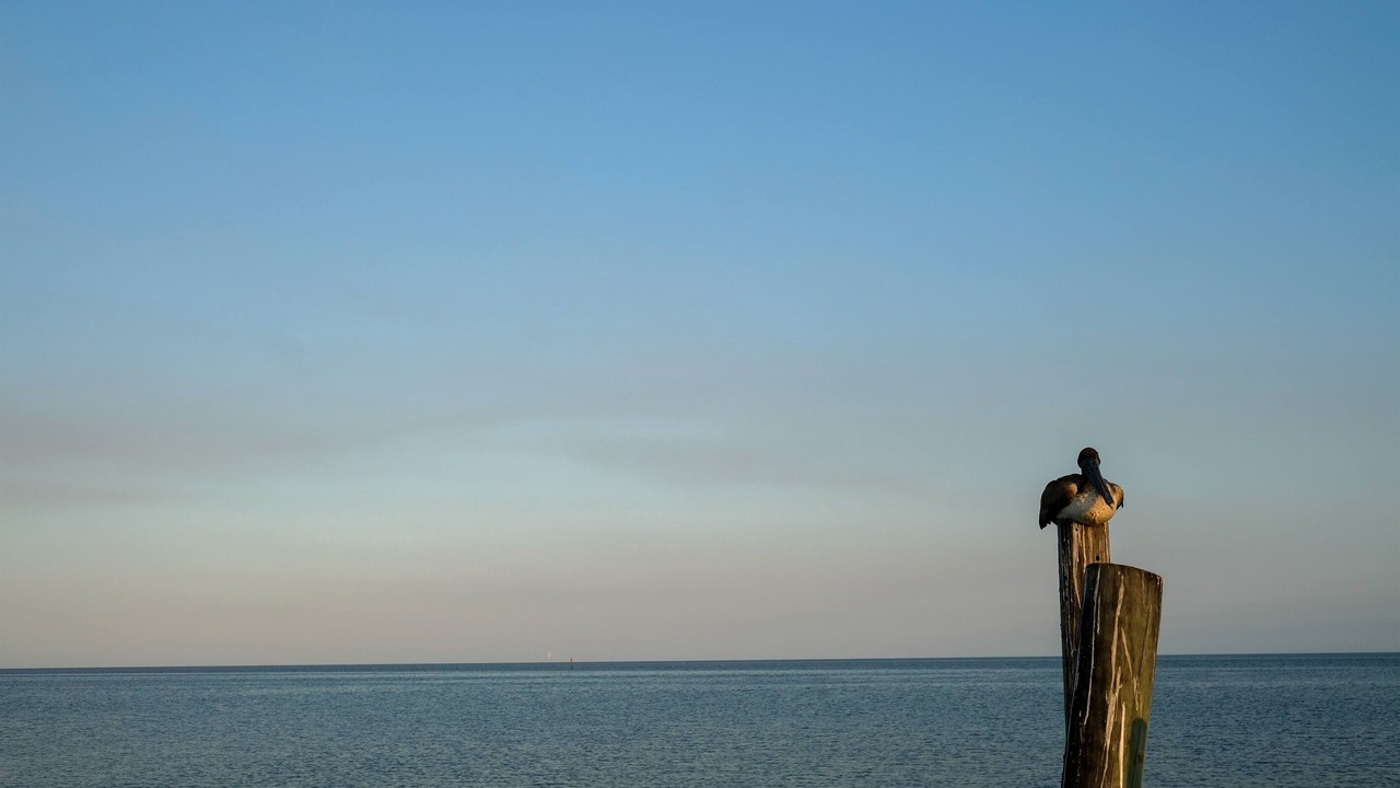 Photo of Others in Cedar Key