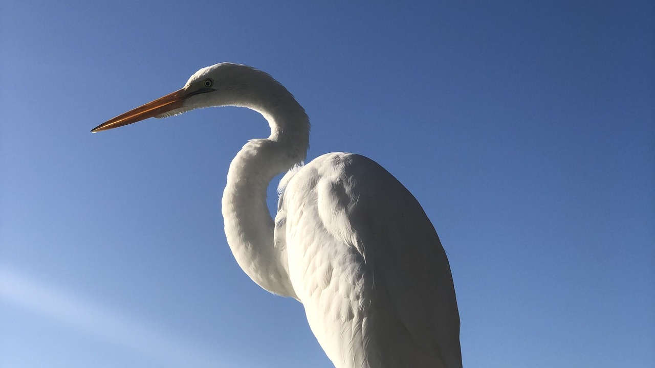 Photo of Others in Alligator Point