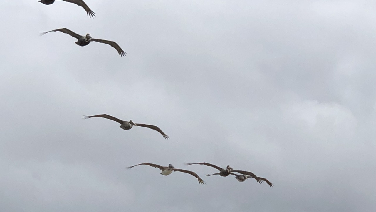 Photo of Others in Alligator Point