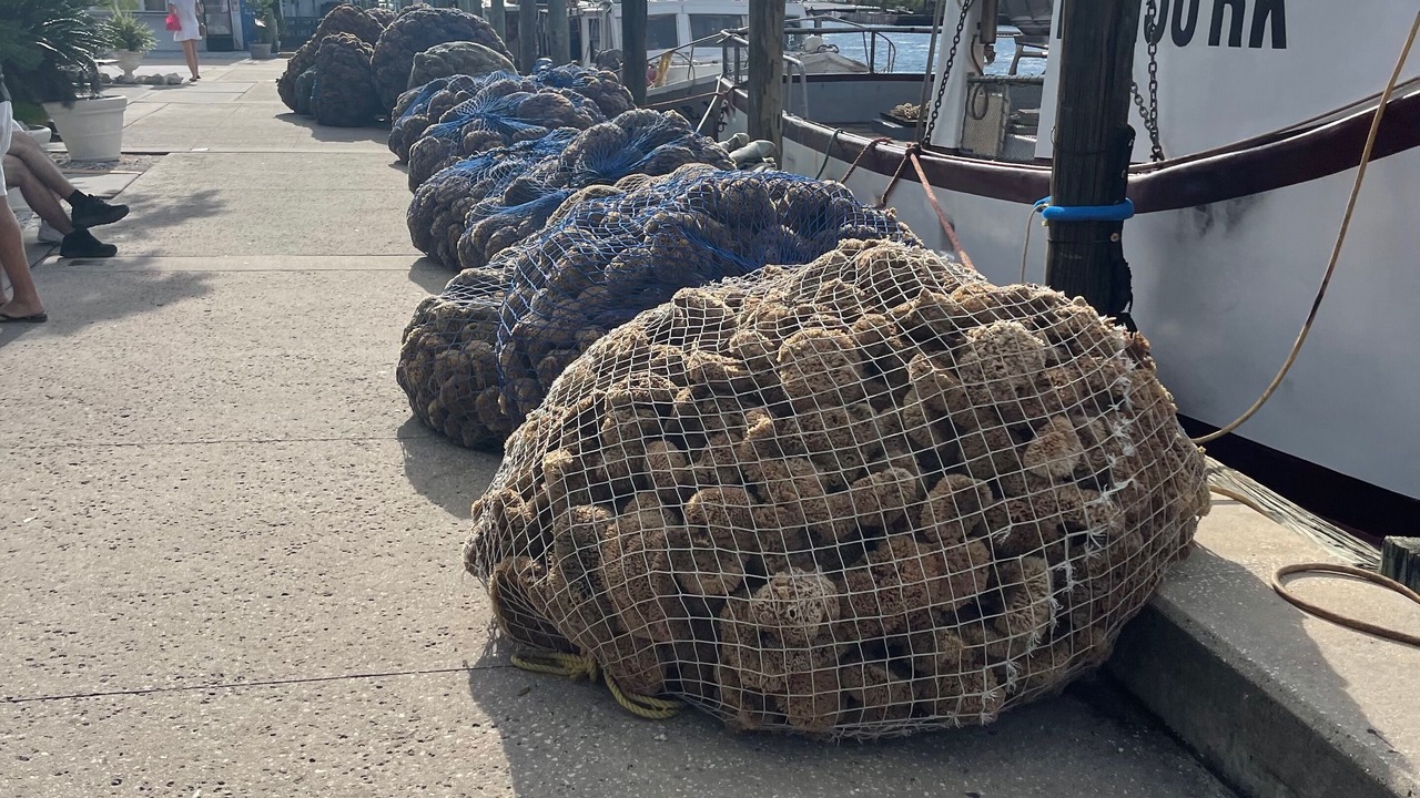 Photo of Outdoor in Tarpon Springs