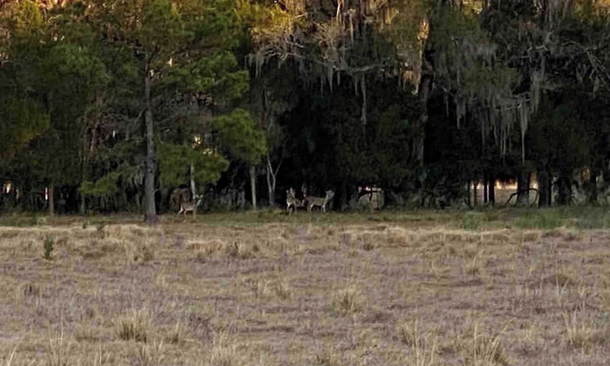 Photo of Outdoor in Inglis