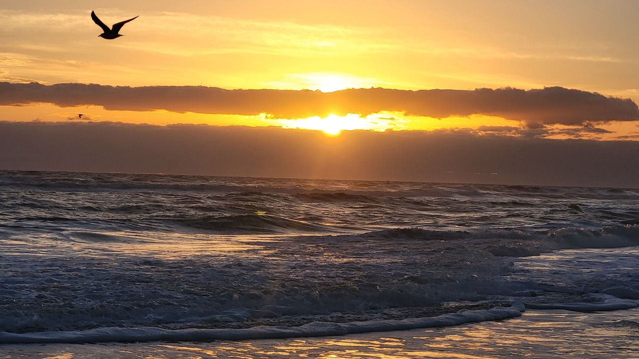 Photo of Others in Ormond-by-the-Sea