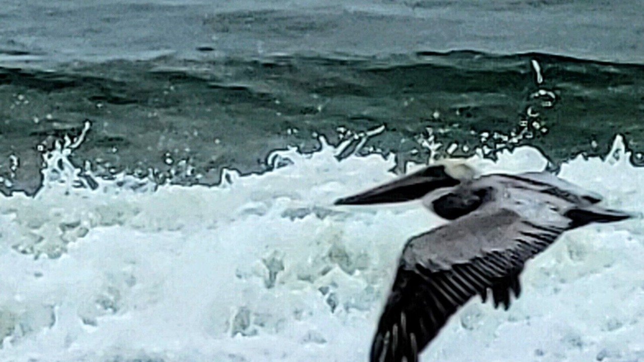 Photo of Others in Ormond-by-the-Sea