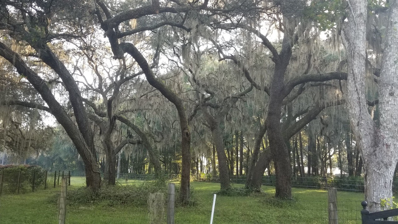 Photo of Outdoor in Summerfield