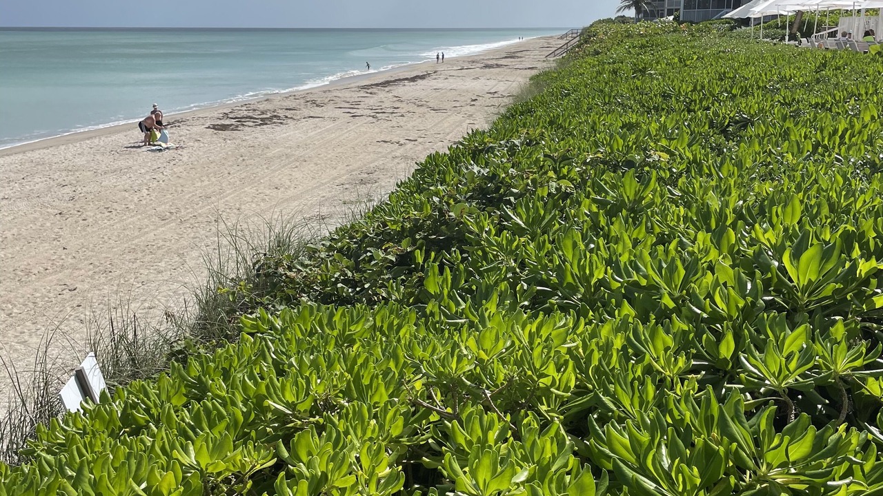 Photo of Outdoor in Wabasso Beach