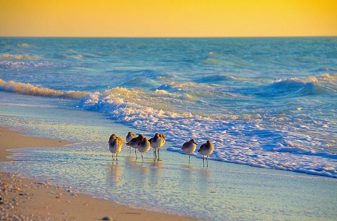 Photo of Others in Captiva
