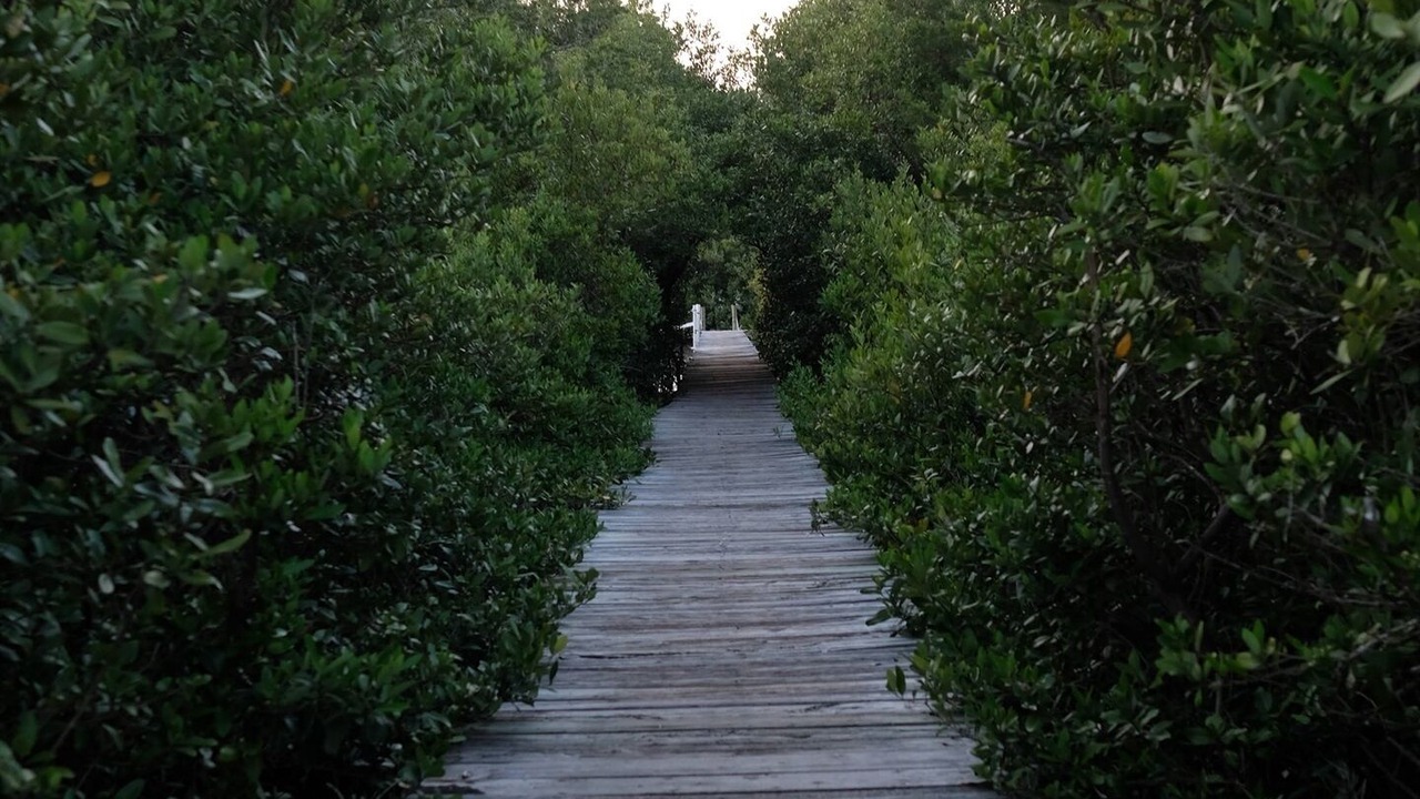 Photo of Others in Cedar Key