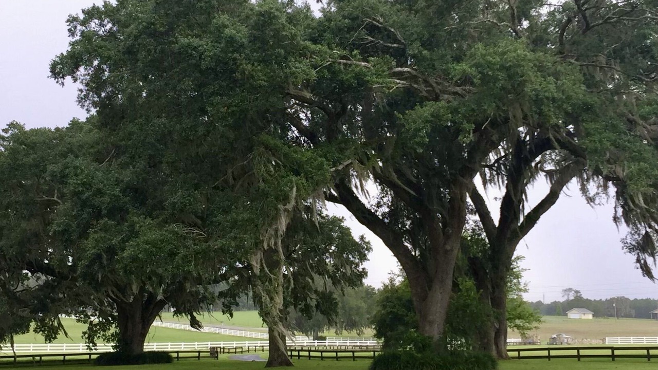 Photo of Outdoor in Brooksville