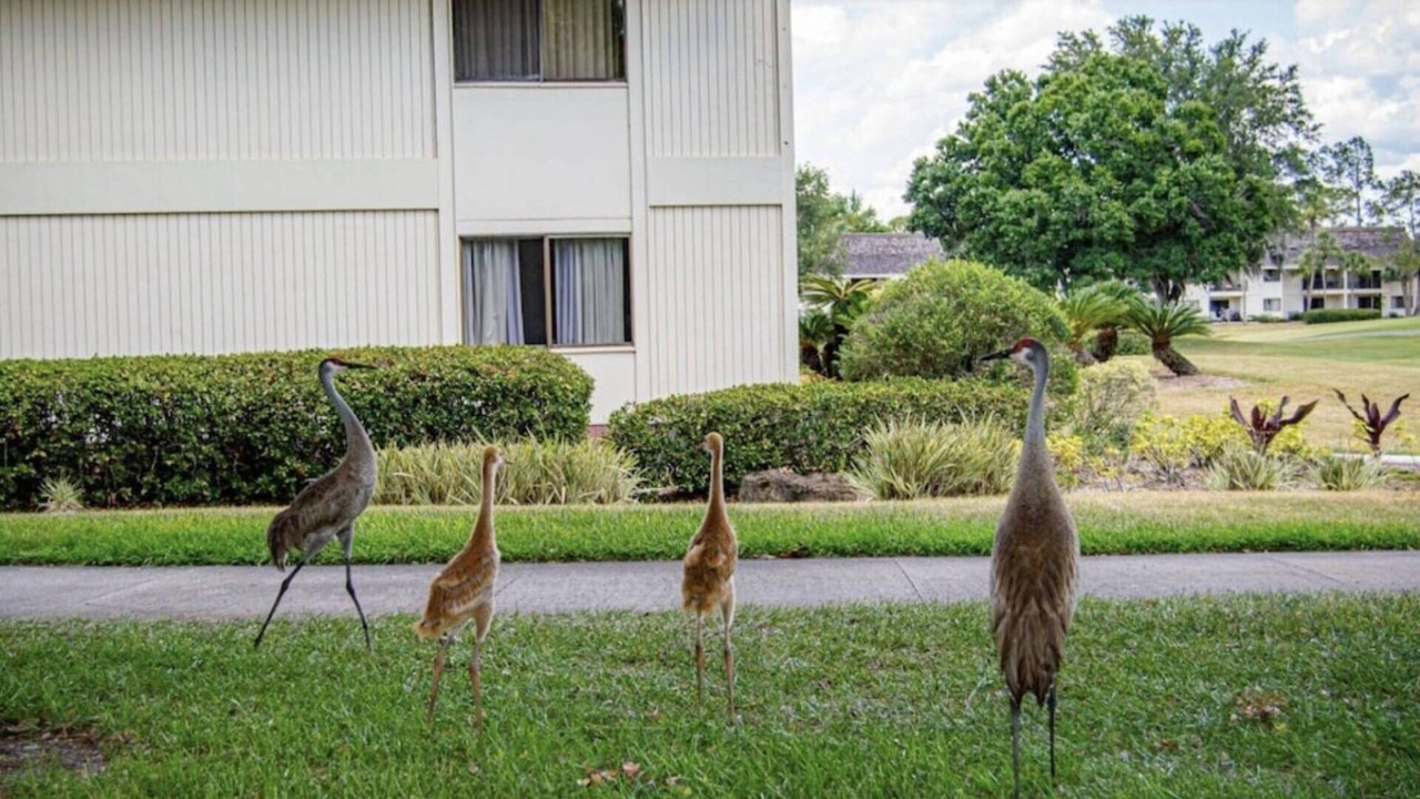 Photo of Others in Wesley Chapel