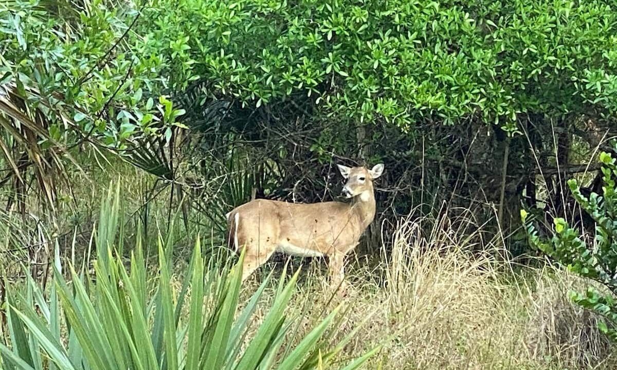 Photo of Outdoor in Palm Beach Country Estates
